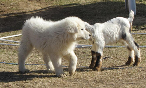 Livestock Guardian puppies for goats
