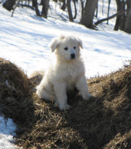 Livestock guardian dog puppies for sale in Wisconsin