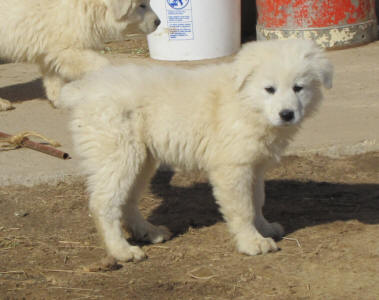 Livestock guardian dog puppies for sale in Wisconsin