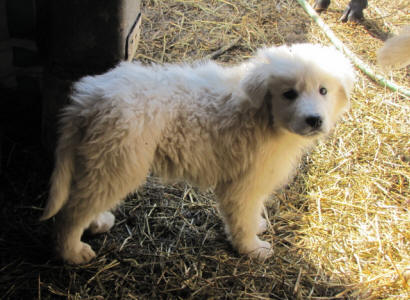 Livestock guardian dog puppies for sale in Wisconsin
