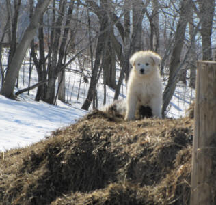 Livestock guardian puppies WI - Pyr/Maremma