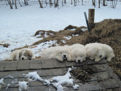 Livestock guardian dog puppies