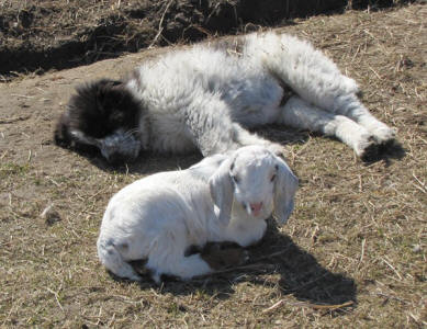 Livestock Guardian puppies for goats