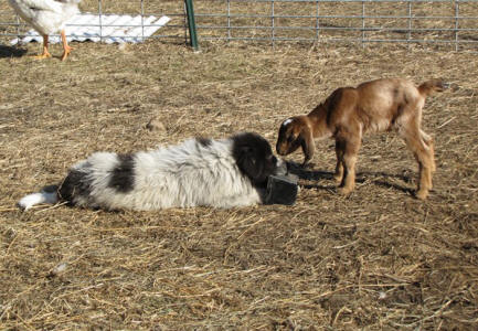 Livestock Guardian puppies for goats