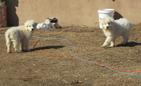 Working livestock guardian dogs for sale - WI