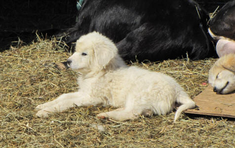 Livestock guardian dog puppies - WI