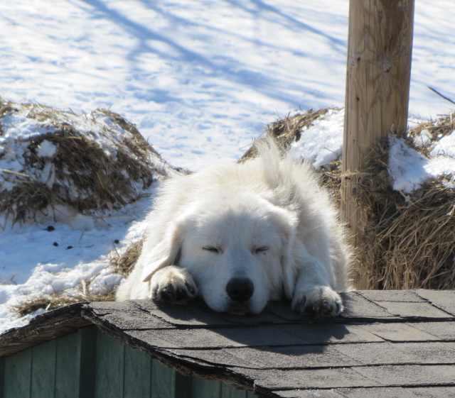 Livestock guardian dog puppies - WI