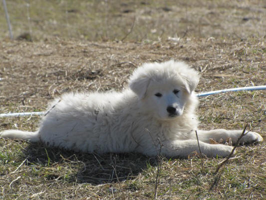 Livestock Guardian puppies for goats