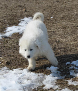 Working livestock guardian dogs for sale - WI