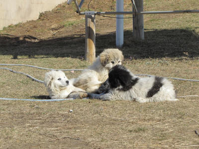 Livestock Guardian puppies for goats