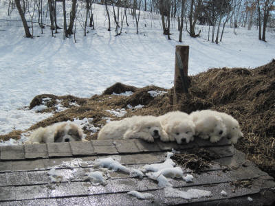 Livestock gurardian dog puppies