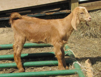 MiniNubian goats
