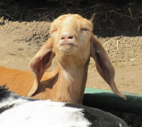 MiniNubian goats