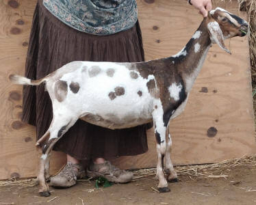 MiniNubian doe
