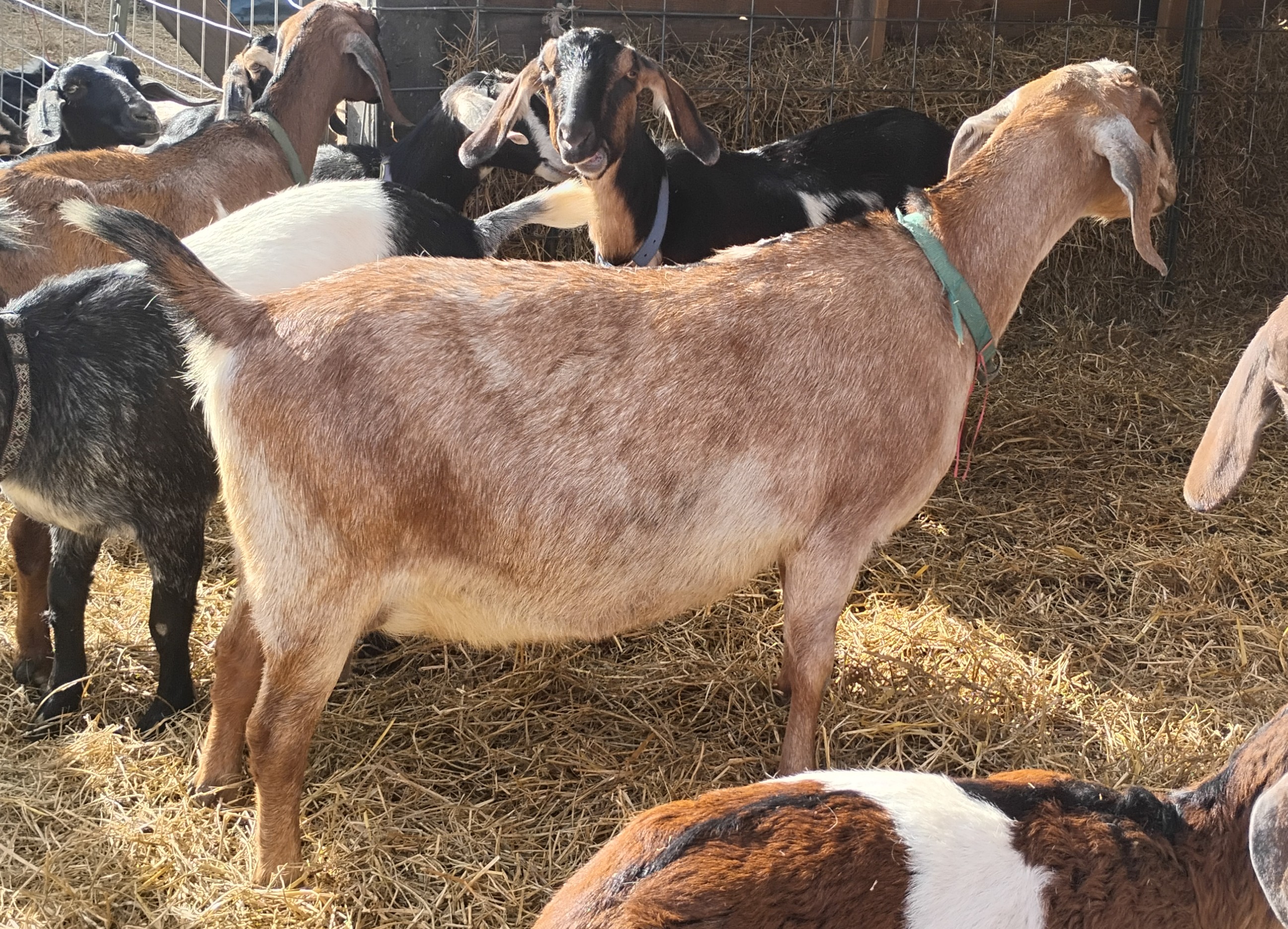 Mini Nubian Long Lactation
