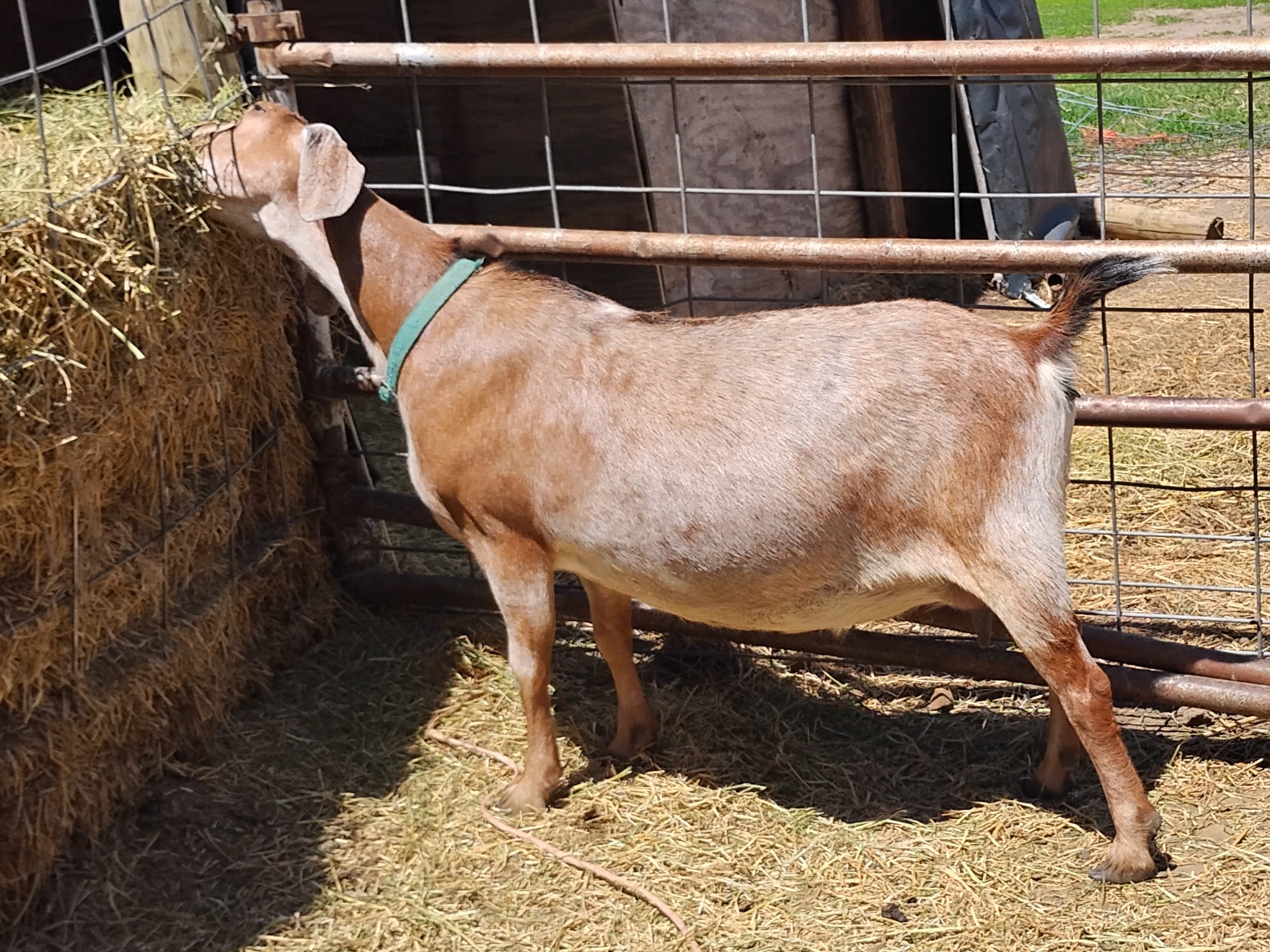 Mini Nubian Long Lactation