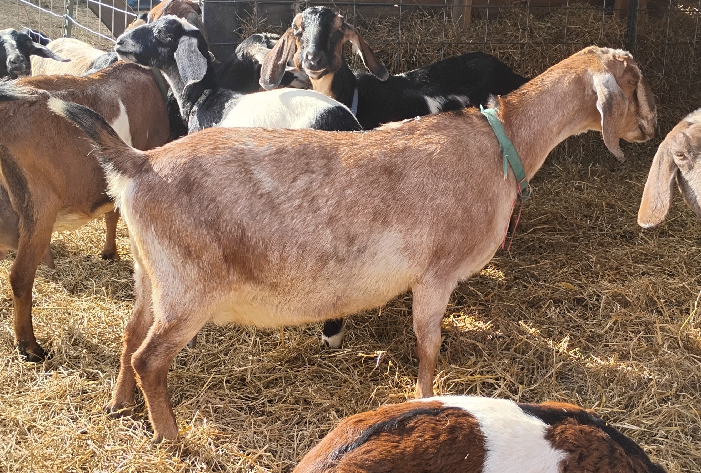 Mini Nubian Long Lactation