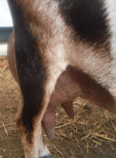 Mini Nubian Udder