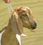 Mini Nubian doeling