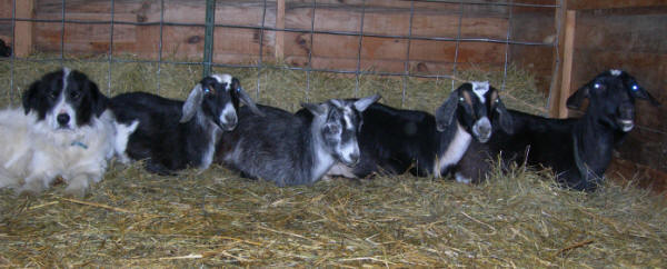 livestock guardian dogs