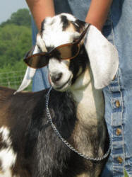 Mini Nubian dairy goats are lots of fun!