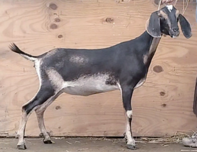 MiniNubian doe