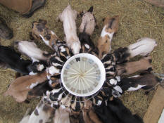 Lambar bottle feeding baby goats