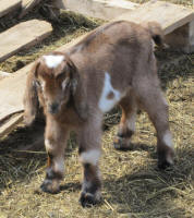Nubian goats in WI