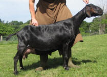 Mini Nubian milker in Wisconsin