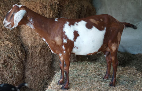 Moonspotted Polled MiniNubian