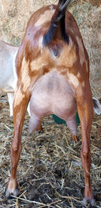 Moonspotted Polled MiniNubian