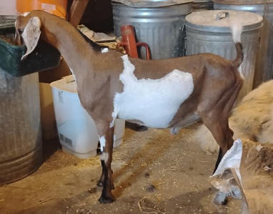 MiniNubian buck Royal Prince