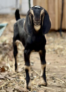 MiniNubian buckling