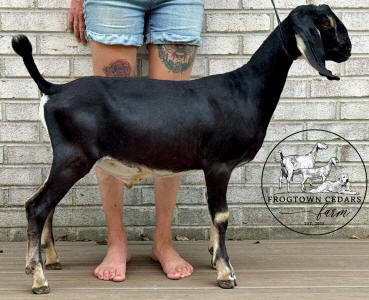 Mini Nubian buck
