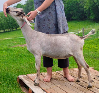 Mini Nubian Yearling Doe 