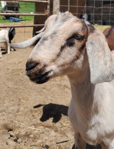 Mini Nubian Yearling Doe 