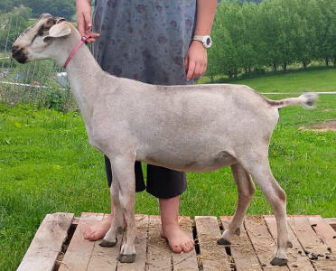 Mini Nubian Yearling Doe 