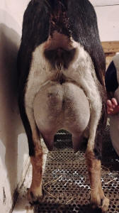 MiniNubian milker