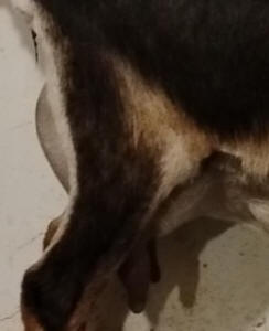 MiniNubian milker