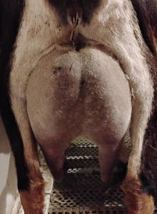 MiniNubian milker