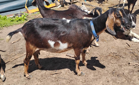 Mini Nubian doe