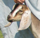 Mini Nubian buck in Wisconsin