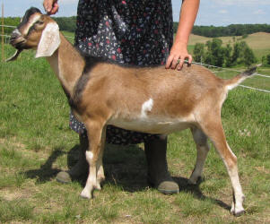 MiniNubian buck 4th gen long ears