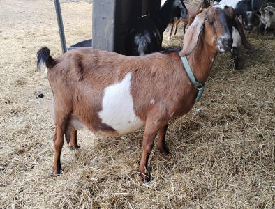 Mini Nubian milker