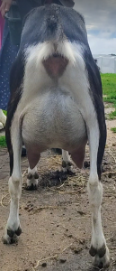 Mini Nubian milker