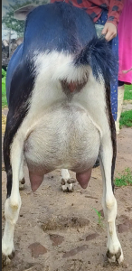 Mini Nubian milker