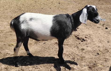 Blue roan mininubian