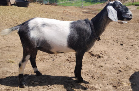 Blue roan mini nubian