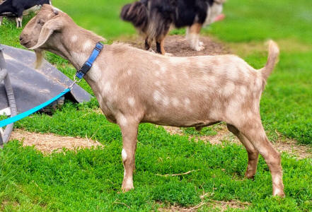 MiniNubian dairy buck