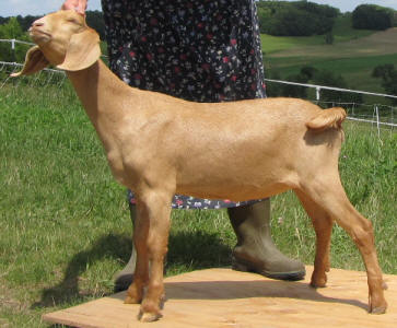 Goat with well trimmed hooves